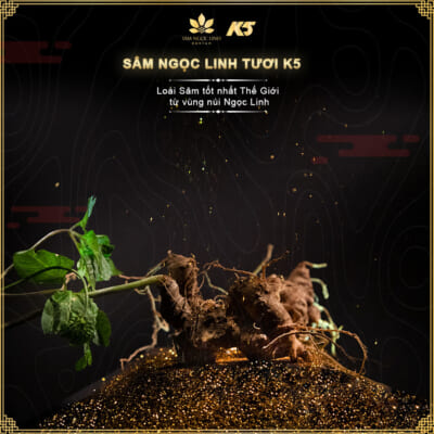 K5 – Sâm Ngọc Linh Tươi