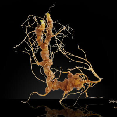 K5 – Sâm Ngọc Linh Tươi